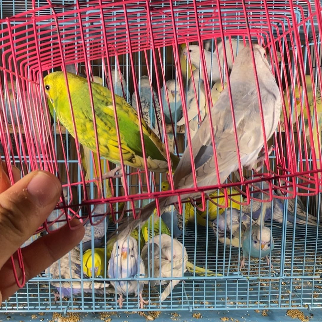 虎皮鹦鹉哈哈哈哈哈哈哈哈哈哈哈哈哈哈哈哈