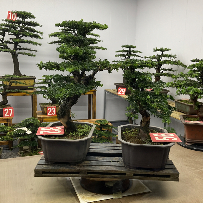 一对红芽罗汉松盆景 