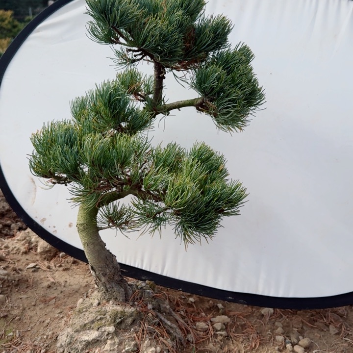 无花朵用****9xu b n k