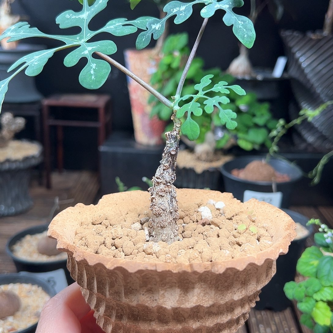宝石蓝雪花带盆包邮