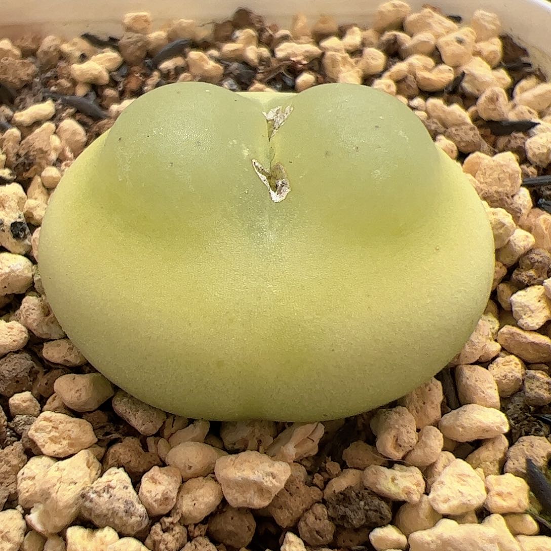 【闪购商品】147 福利拉登