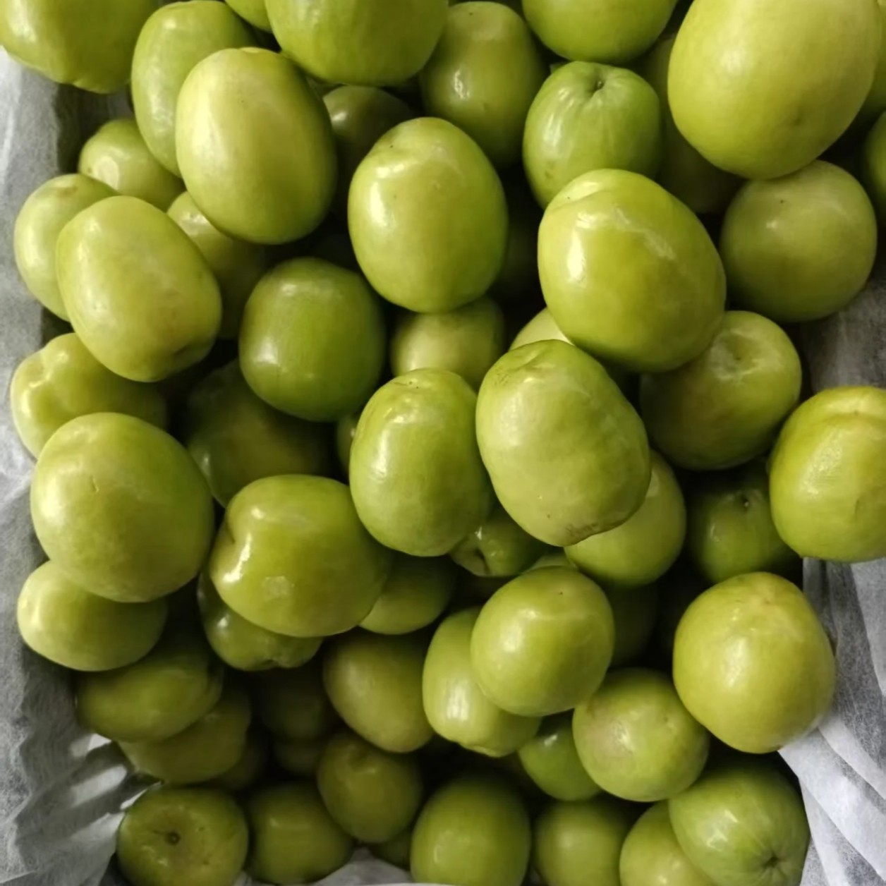 云南冬季新鲜牛奶青枣脆甜多汁应季水果