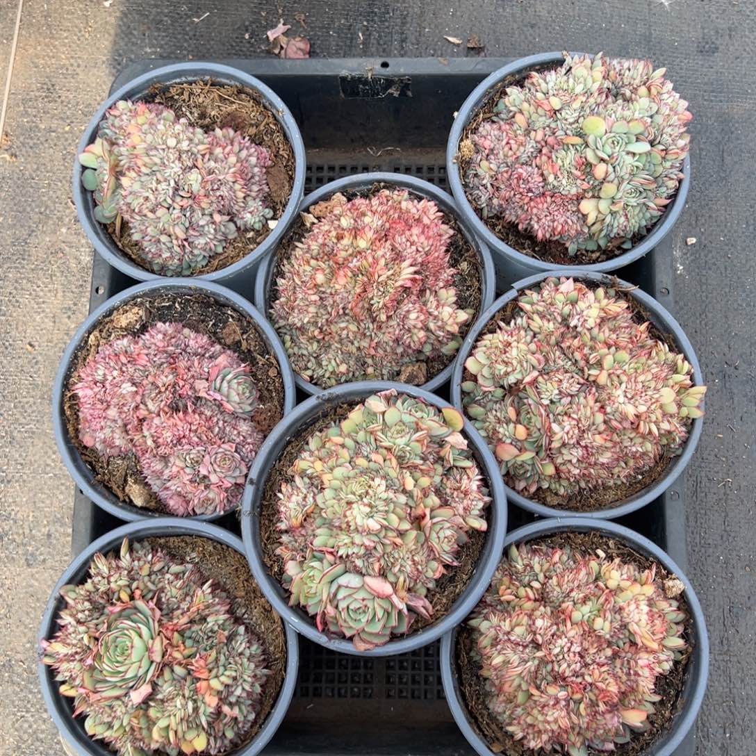 恩西诺缀，图中任意一颗，尺寸9+