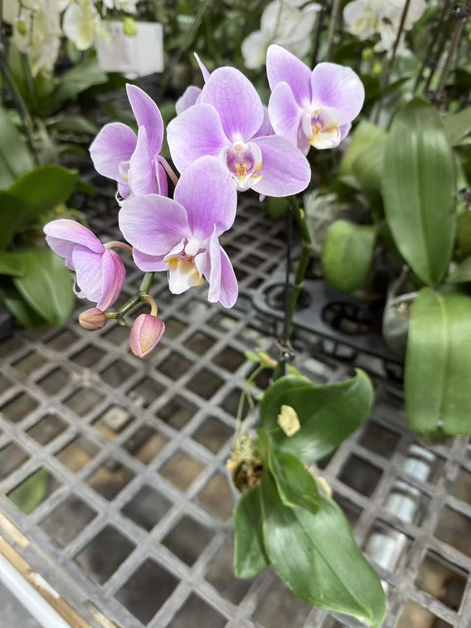 蝴蝶兰[优美]室内精品花卉昆明直发