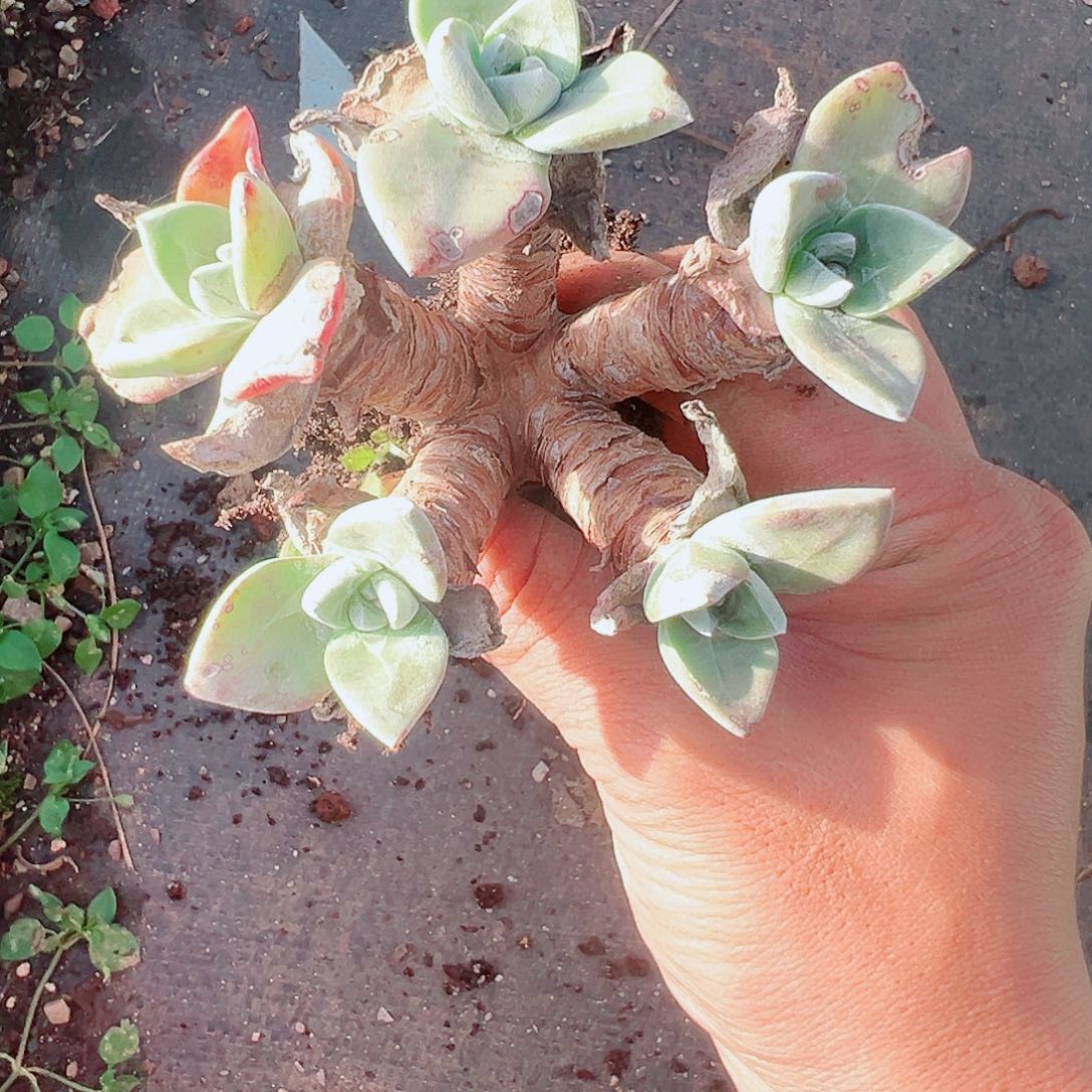 板***馆9241泡西弗洛拉仙女杯