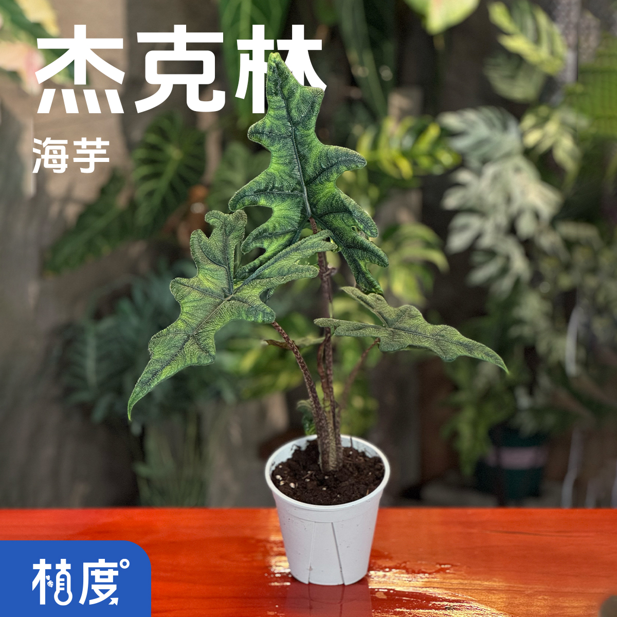 【 植度 | 杰克林海芋】 高颜值热带观叶植物 易养净化空气绿植