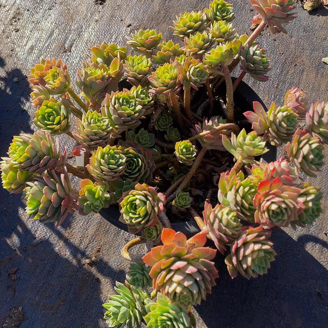 路蔷薇29.8飘枝老桩