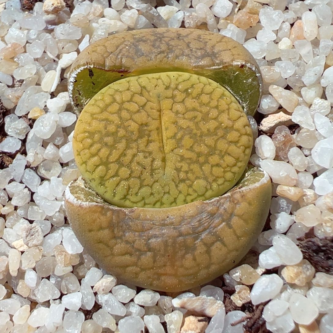 206-328.多肉荒日轮闭窗