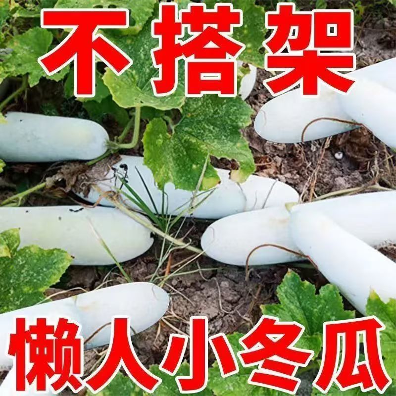 小冬瓜秧苗山东寿光蔬菜之乡优质种苗地基