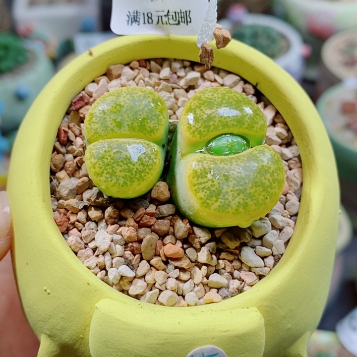 生石花花花花花花421