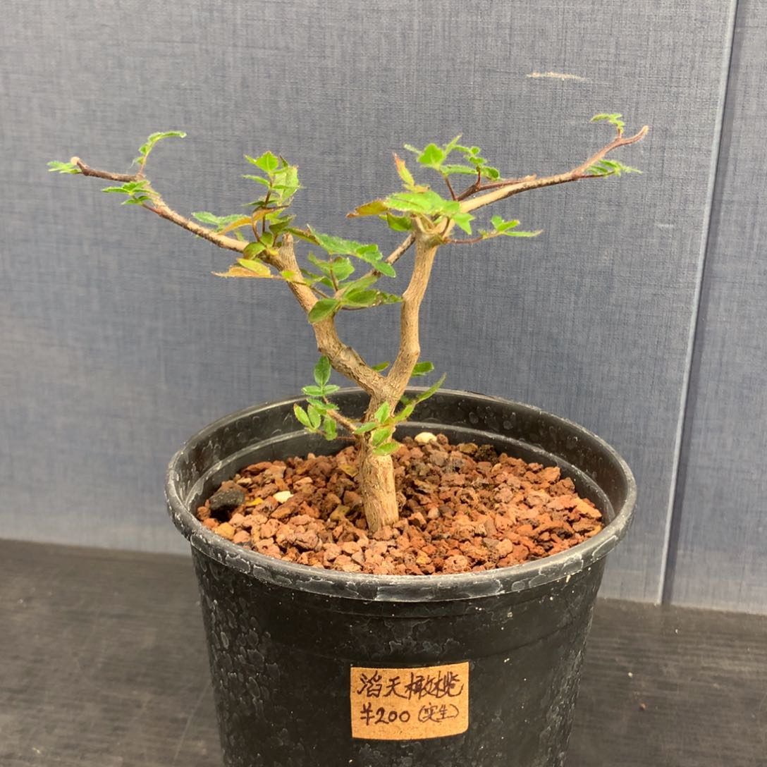 滔天橄榄实生带盆