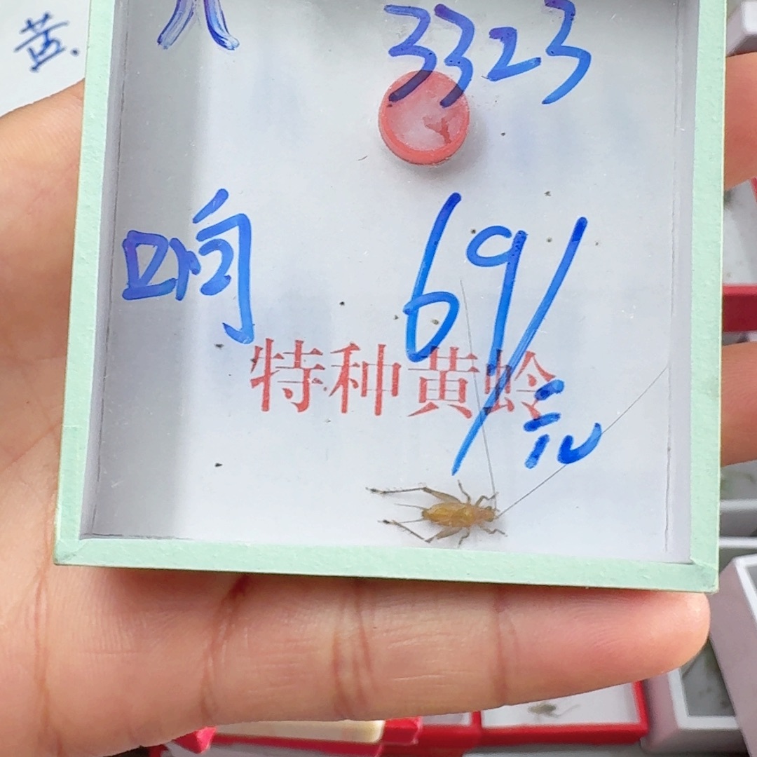 荣***章蟋蟀蝈蝈我在外面吃饭呢你在哪了