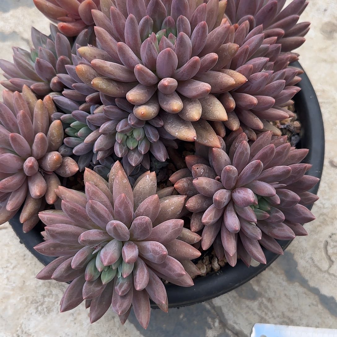 温***！多肉植物樱花美人
