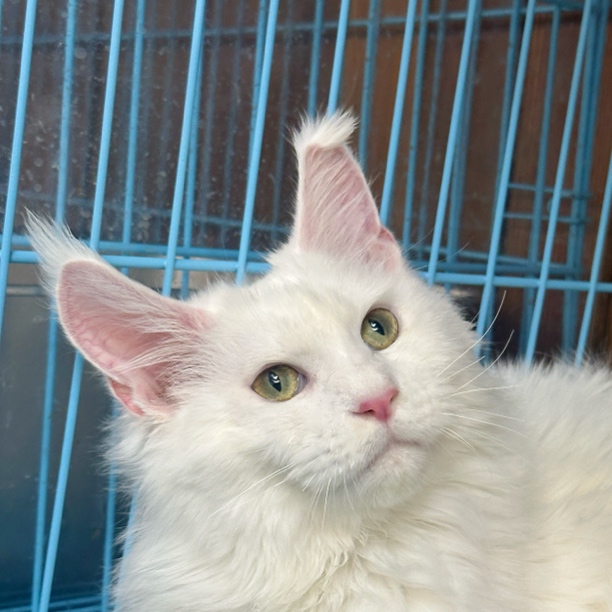 来了姊妹-纯白缅因猫-弟弟-15