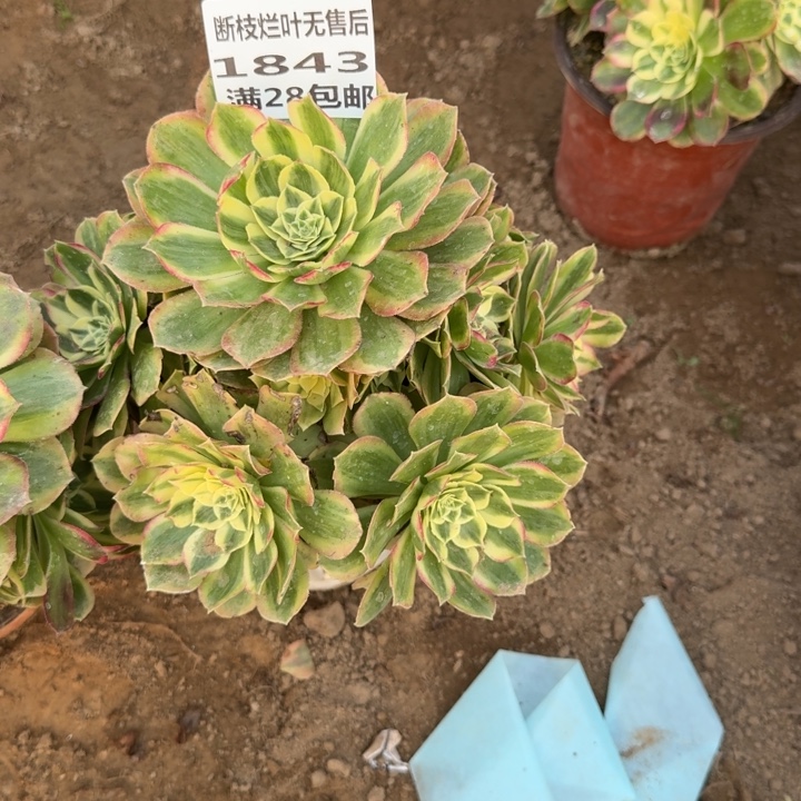 百***园1843二号棚玉芙蓉A