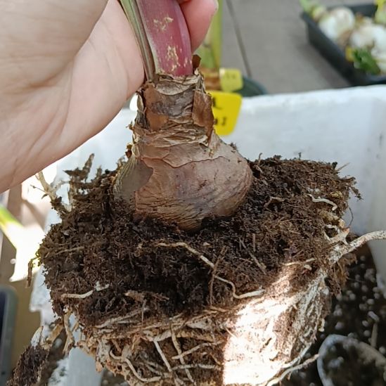 无花朵卡罗琳娜5+发一个