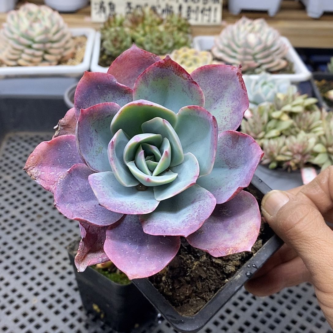 2898 霓虹灯有杆子