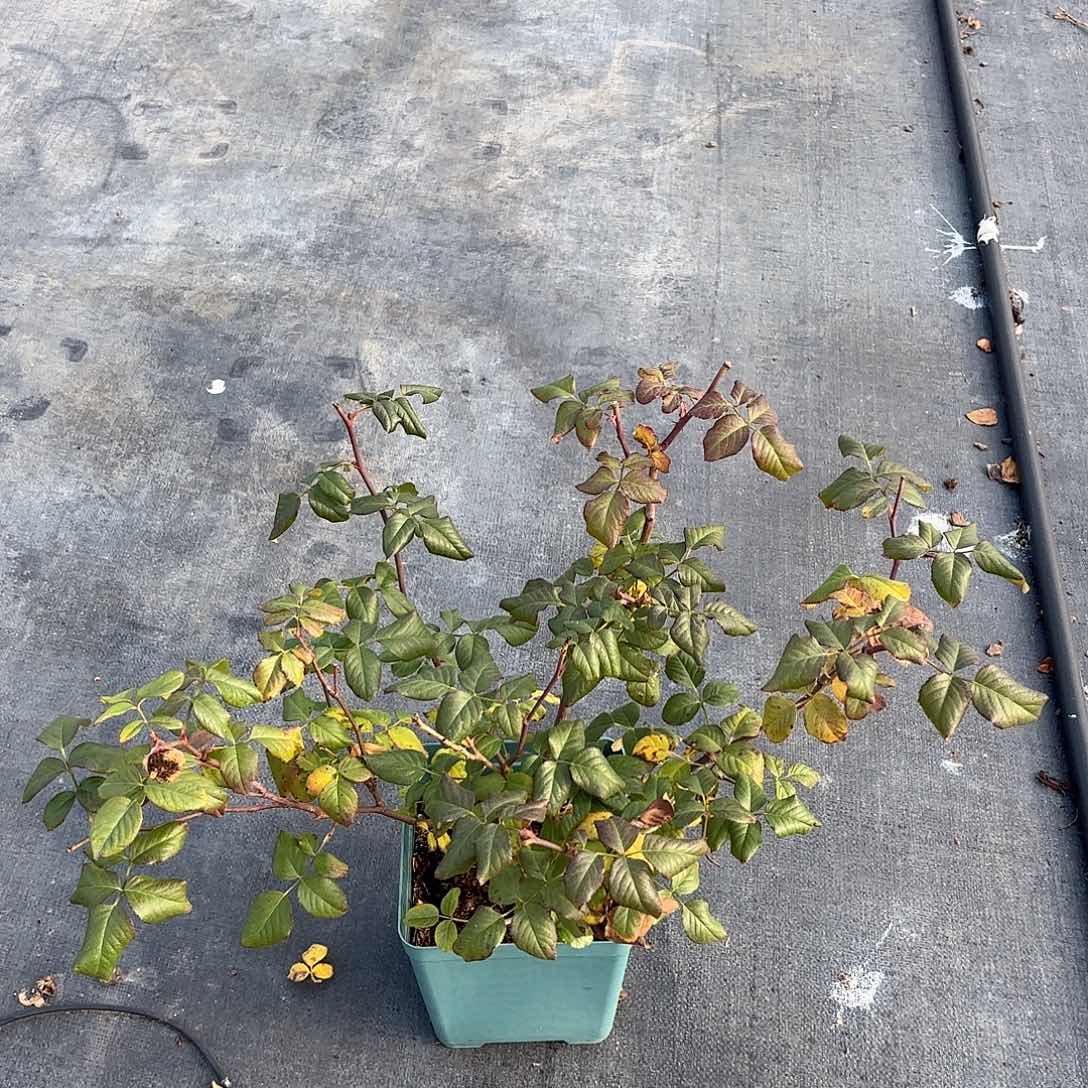 真宙1.5扦插苗没有花苞