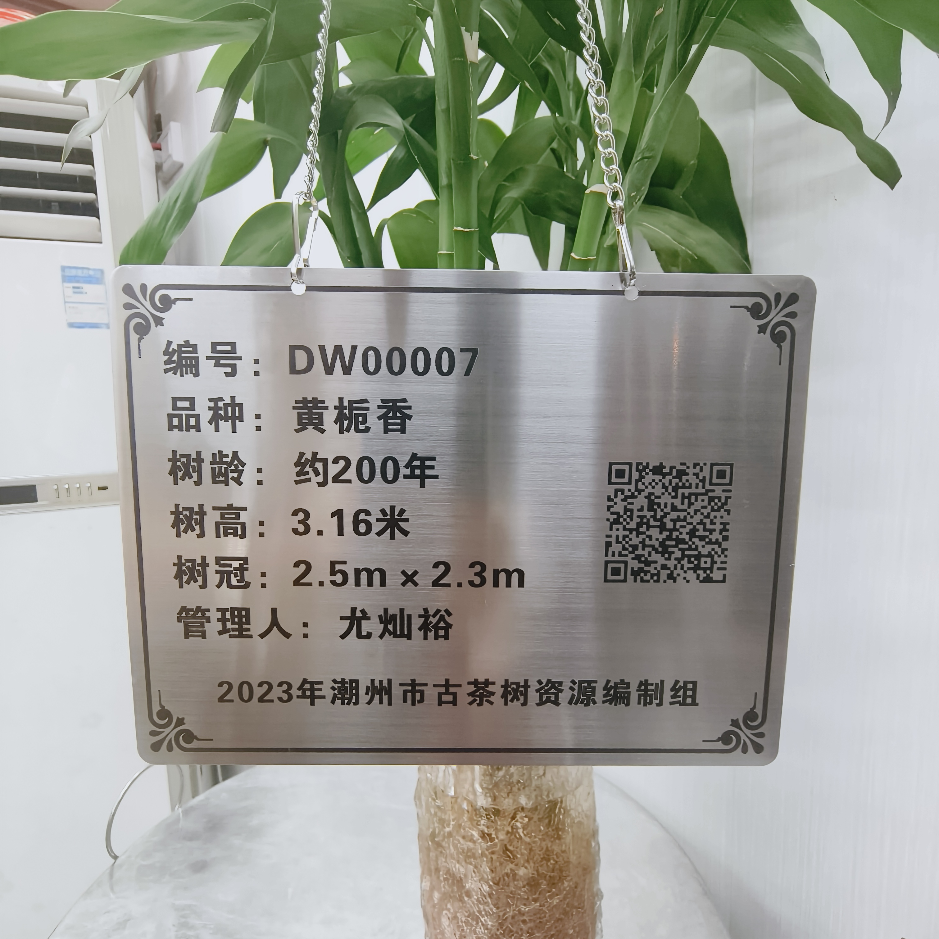 【百年古树黄枝香】50g不退不换