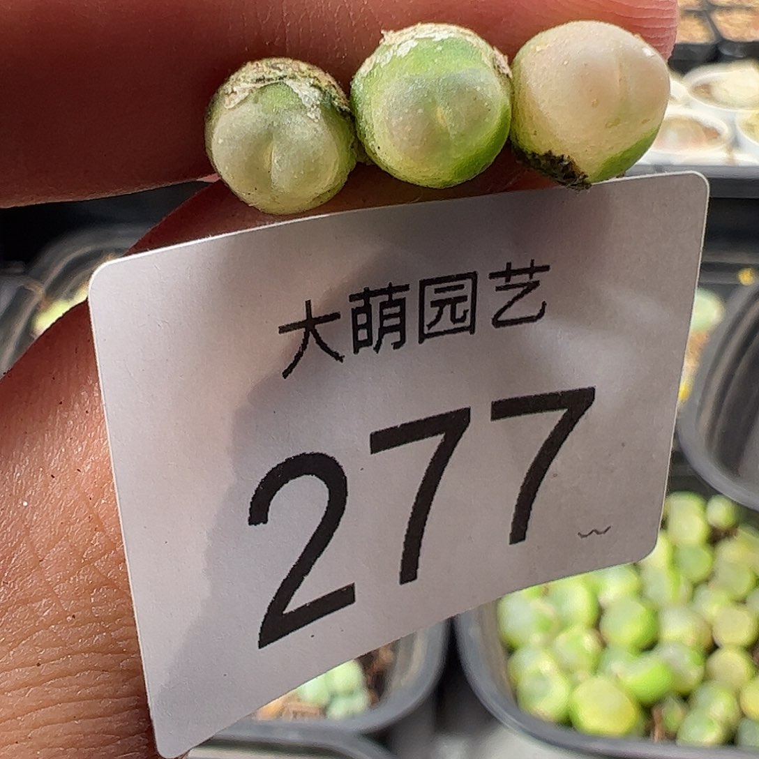 一物一拍。     277