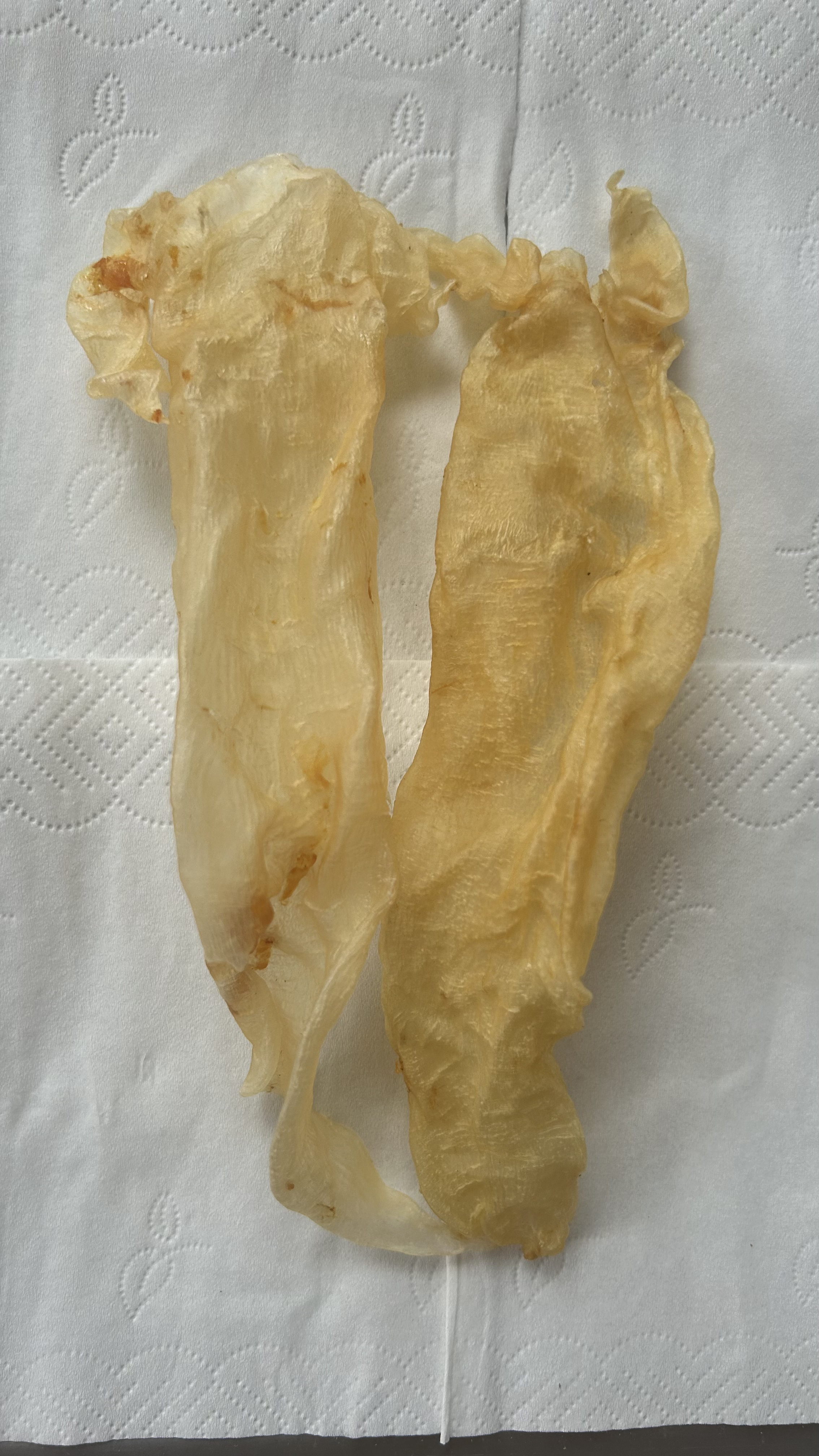 北海大耳金钱花胶鱼胶