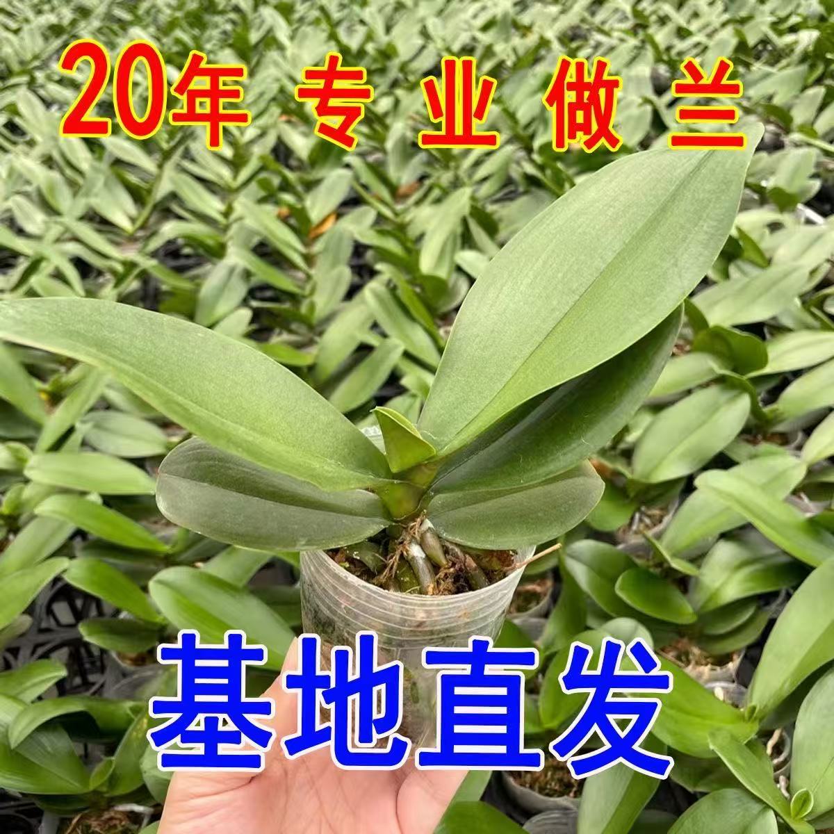 【50天长花剑开花】清仓正品蝴蝶兰1.7寸品种小苗花卉客厅室内花卉