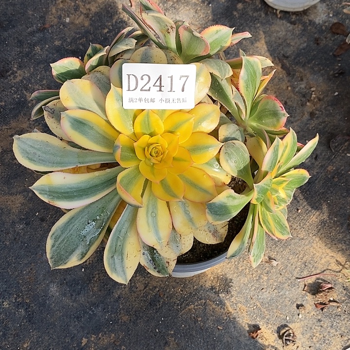 梵***渡247灿烂多肉微瑕疵无售后