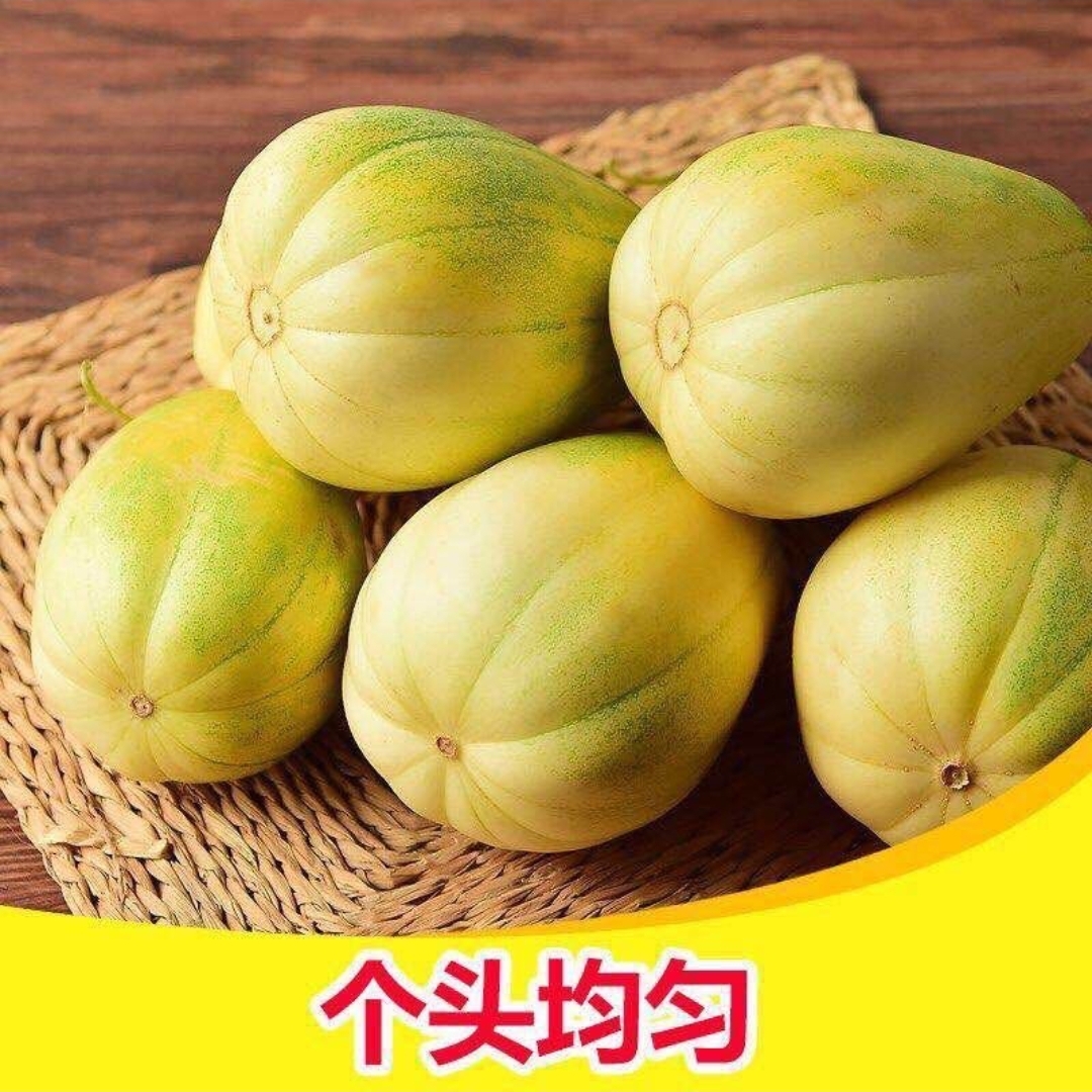 （海南、云南可拍）东北香瓜新鲜甜瓜农家特产应季水果2斤包邮