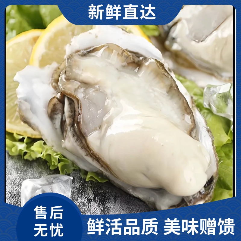 鲜活 乳山大生蚝 1个 精品2.5+ 肥美