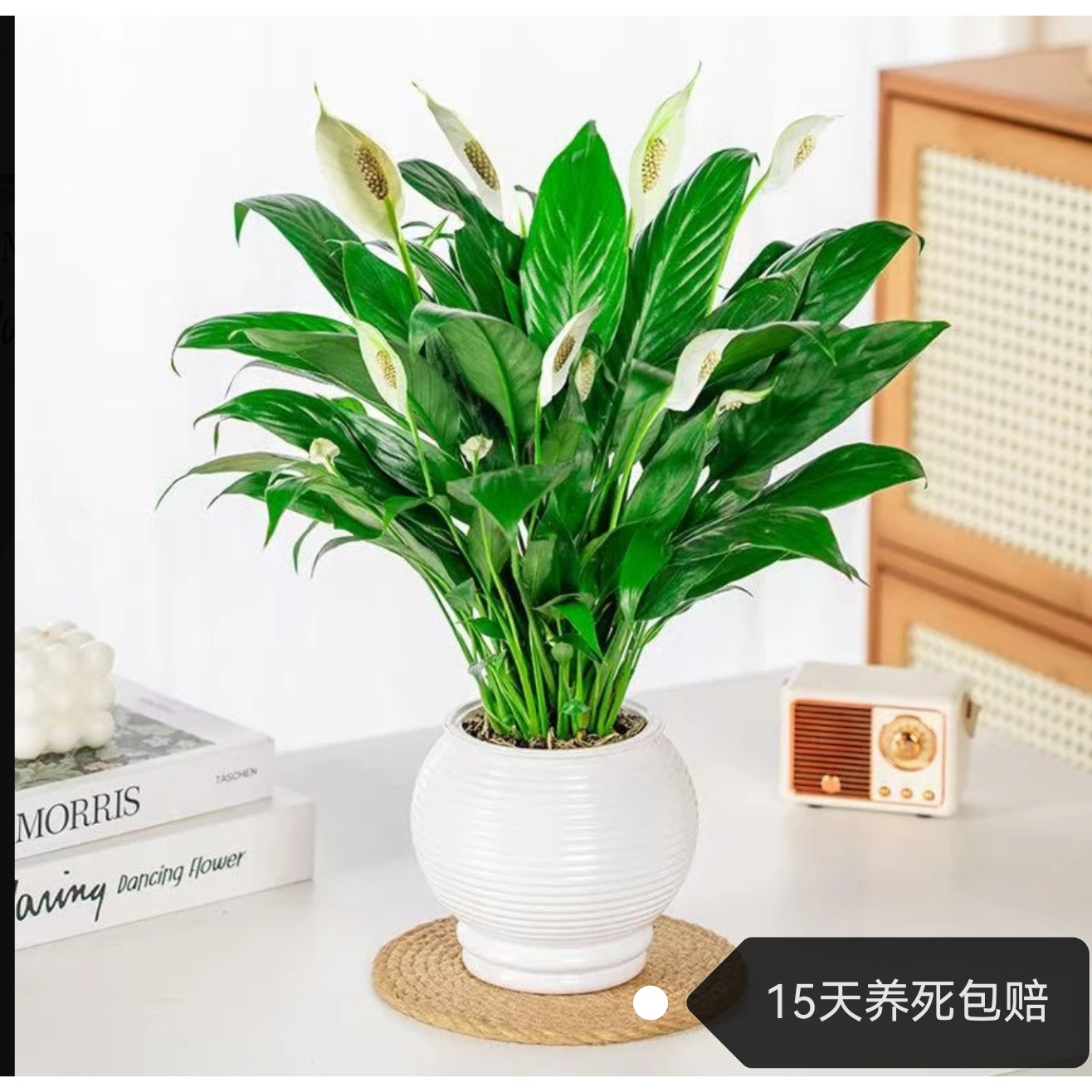 白掌一帆风顺植物土培水培室内好养花卉大盆绿植四季易活