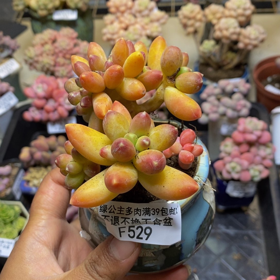 529香蕉树缀多肉7c m轻微掉叶