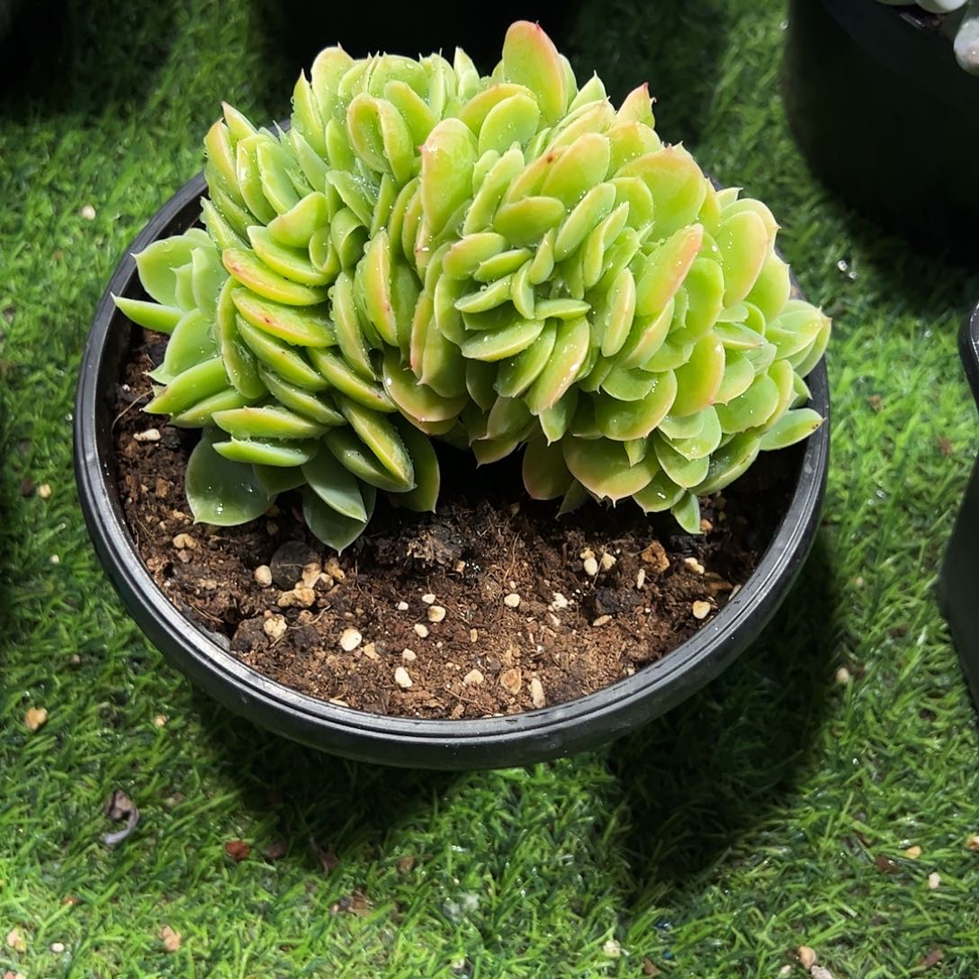 星娜塔缀化多肉植物