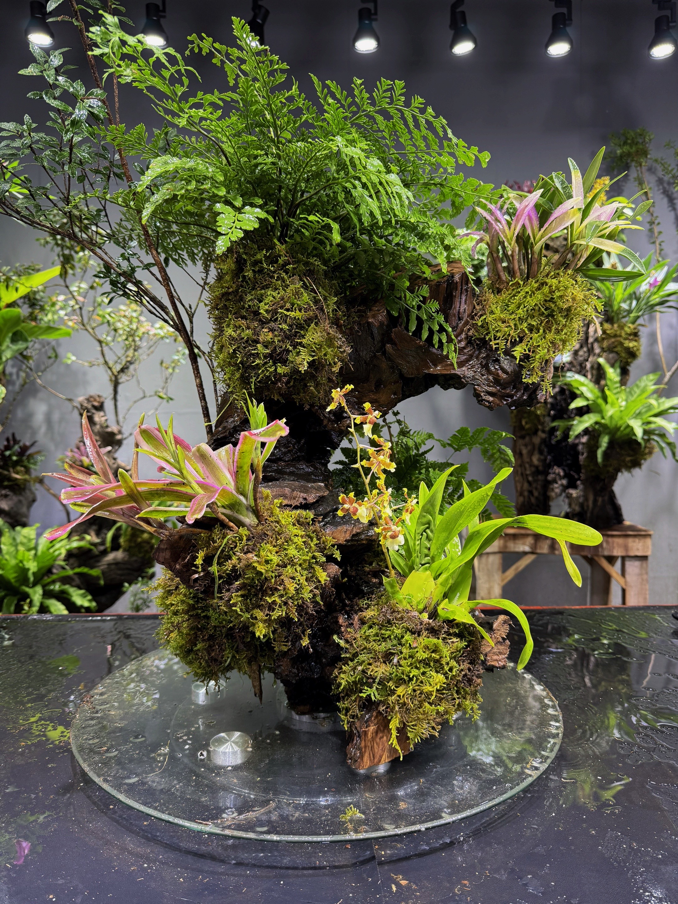 110-800小叶五翅莓绿植盆景寄生附生植物  直播链接一物一拍