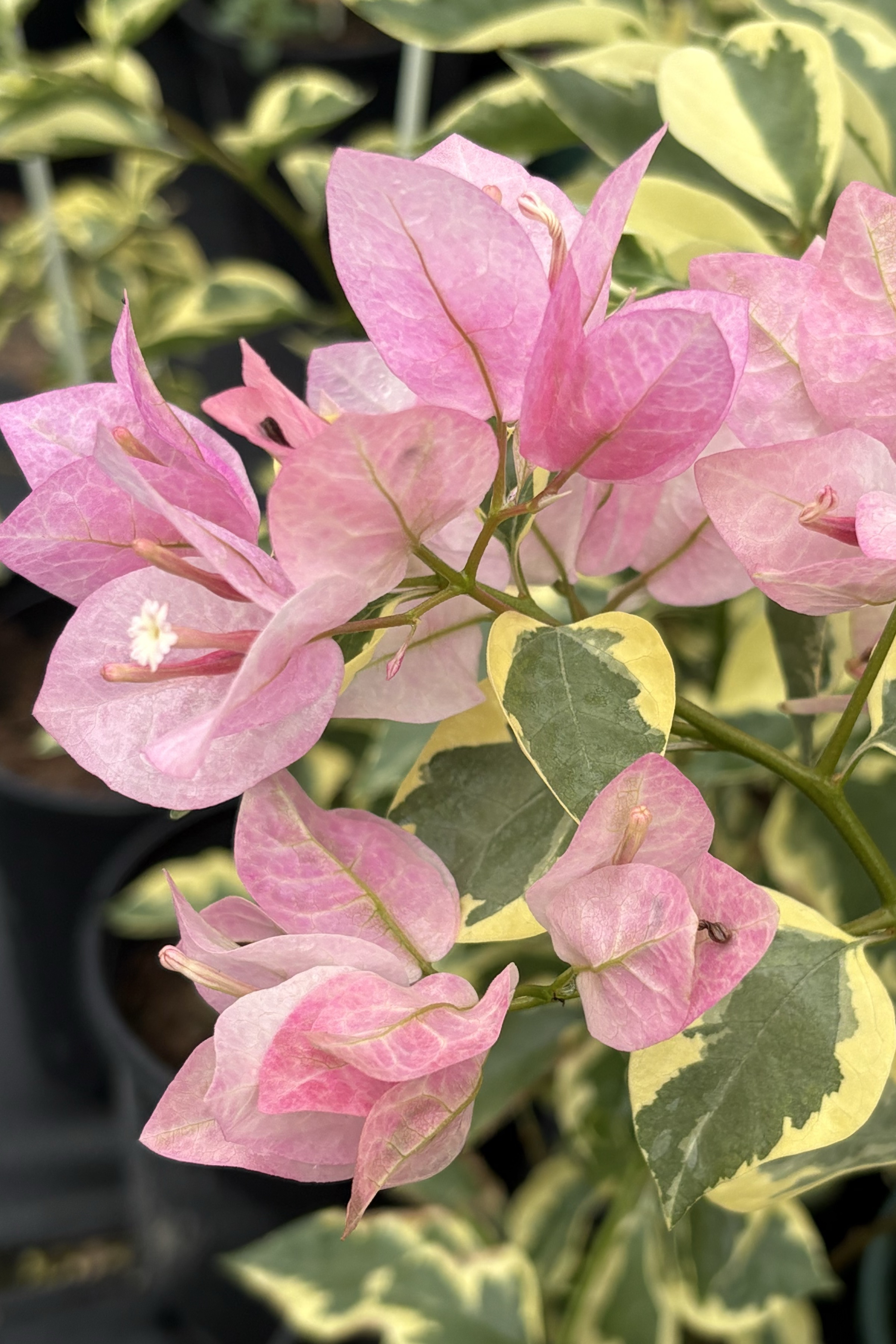 【涨粉福利】三角梅原盆原土四季开花阳台庭院种植花卉盆栽