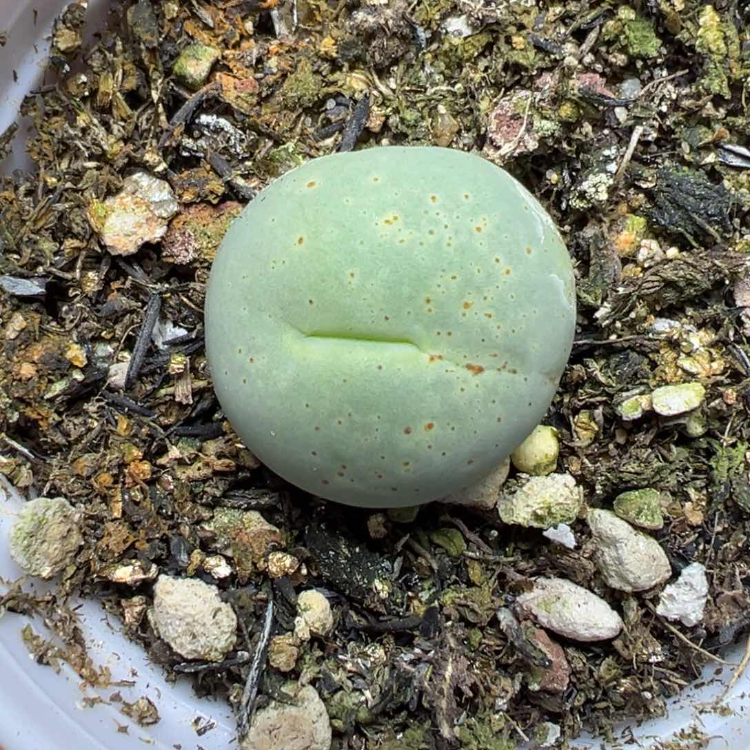 【闪购商品】867……