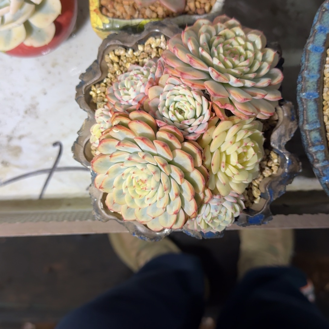 蓝姬莲 锦 一物一拍