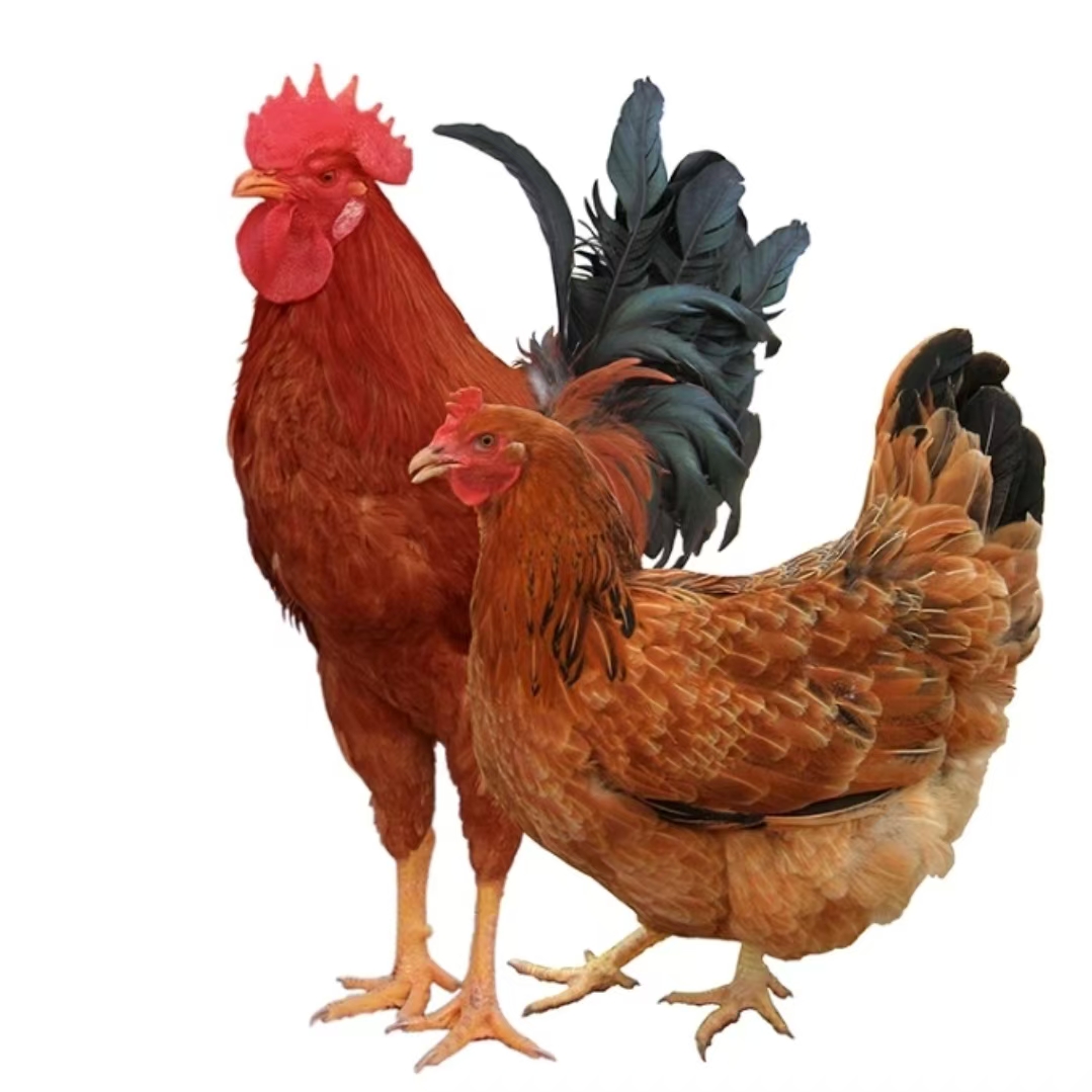 九斤红整鸡生鲜肉质鲜美到手55只