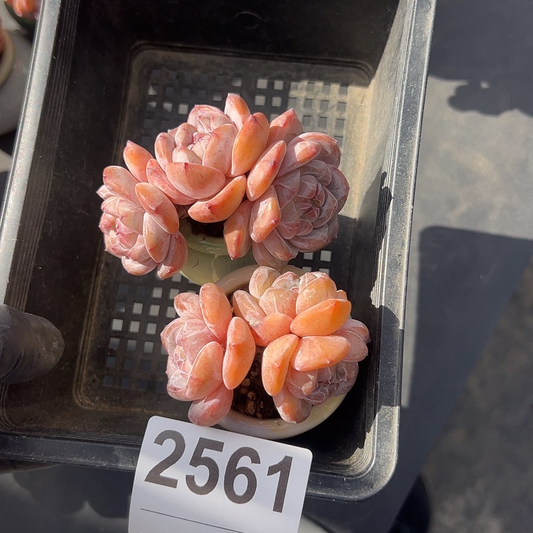 2561，俩个三头石榴籽星影带盆的时候