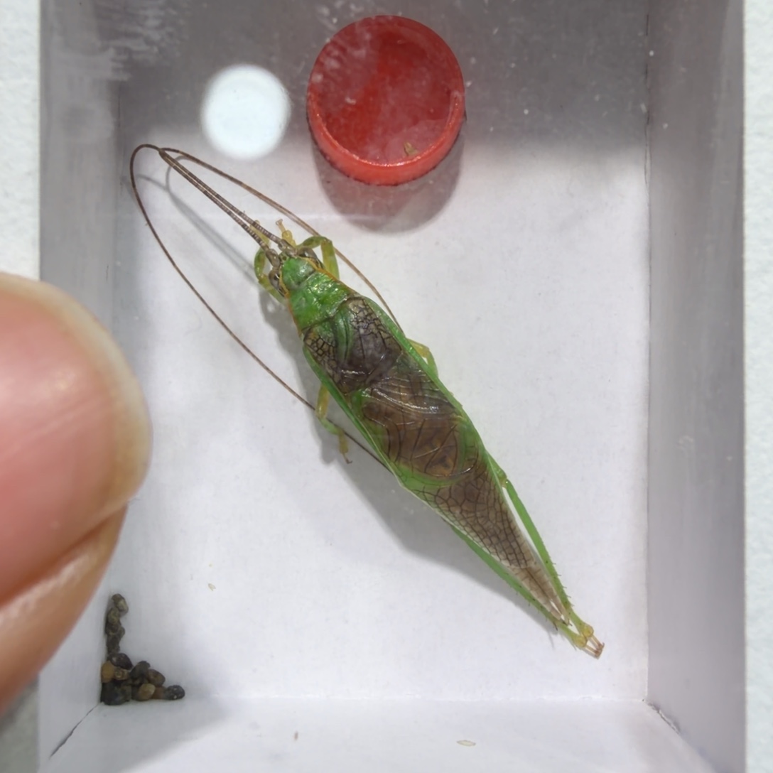 蟋蟀霍氏一条长须包邮