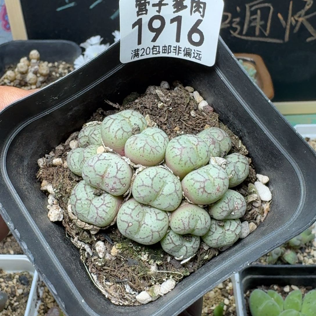 猴脸青姬带盆土。     