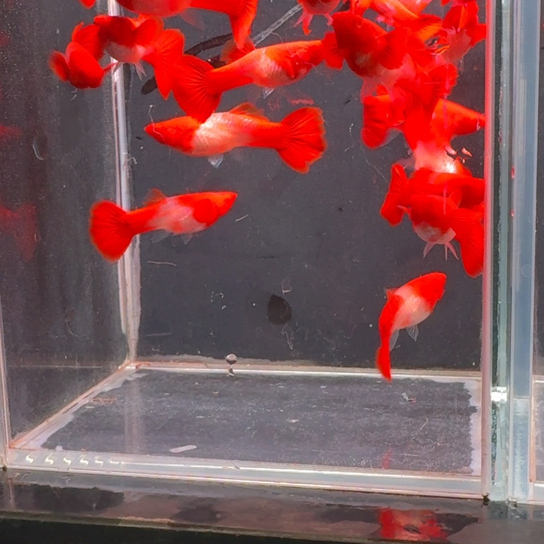 孔雀鱼小号双分水4公16母