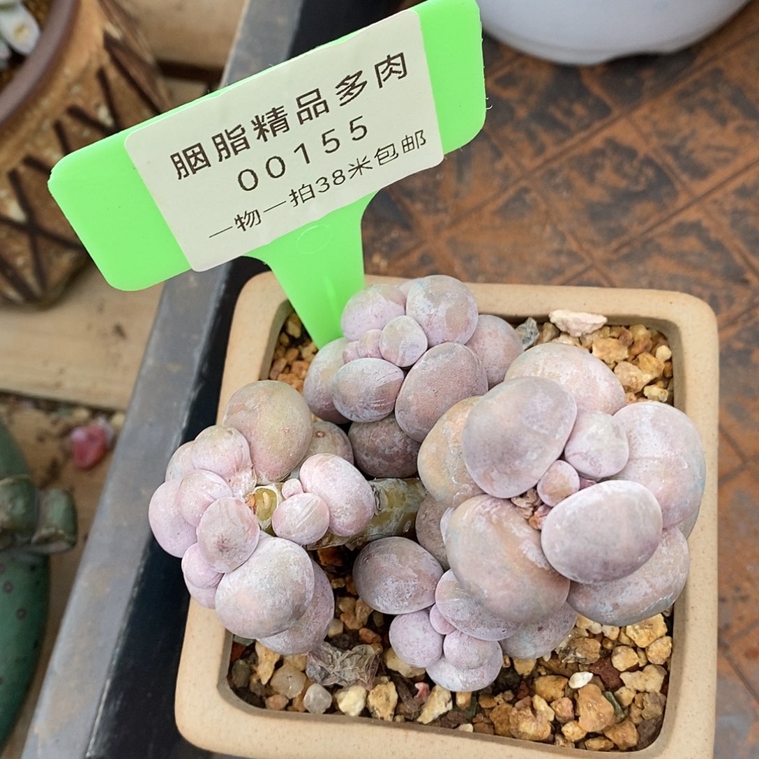 155头婆婆几咯偶哦哦哦哦哦