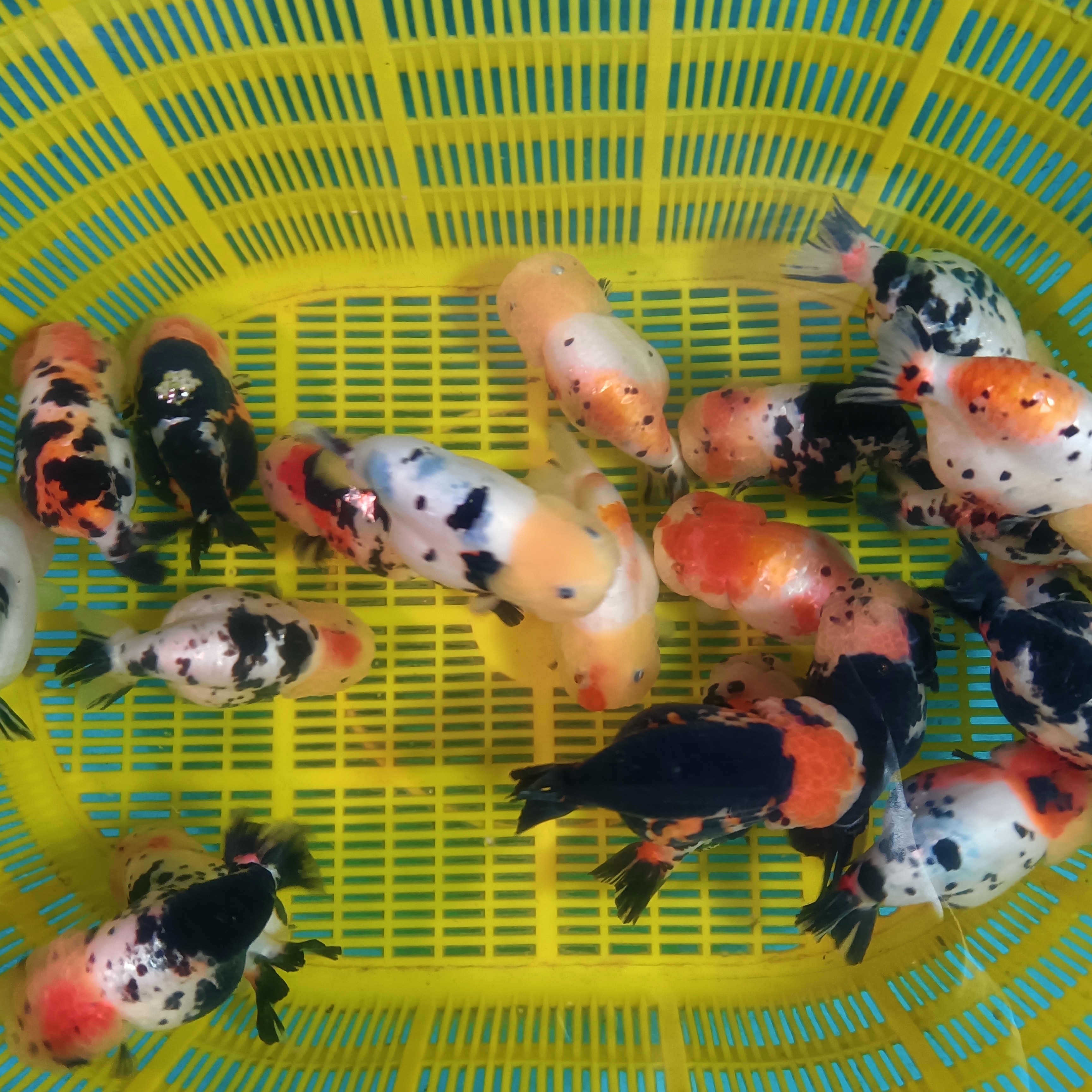 兰寿金鱼活体冷水观赏鱼好养耐活花色齐全