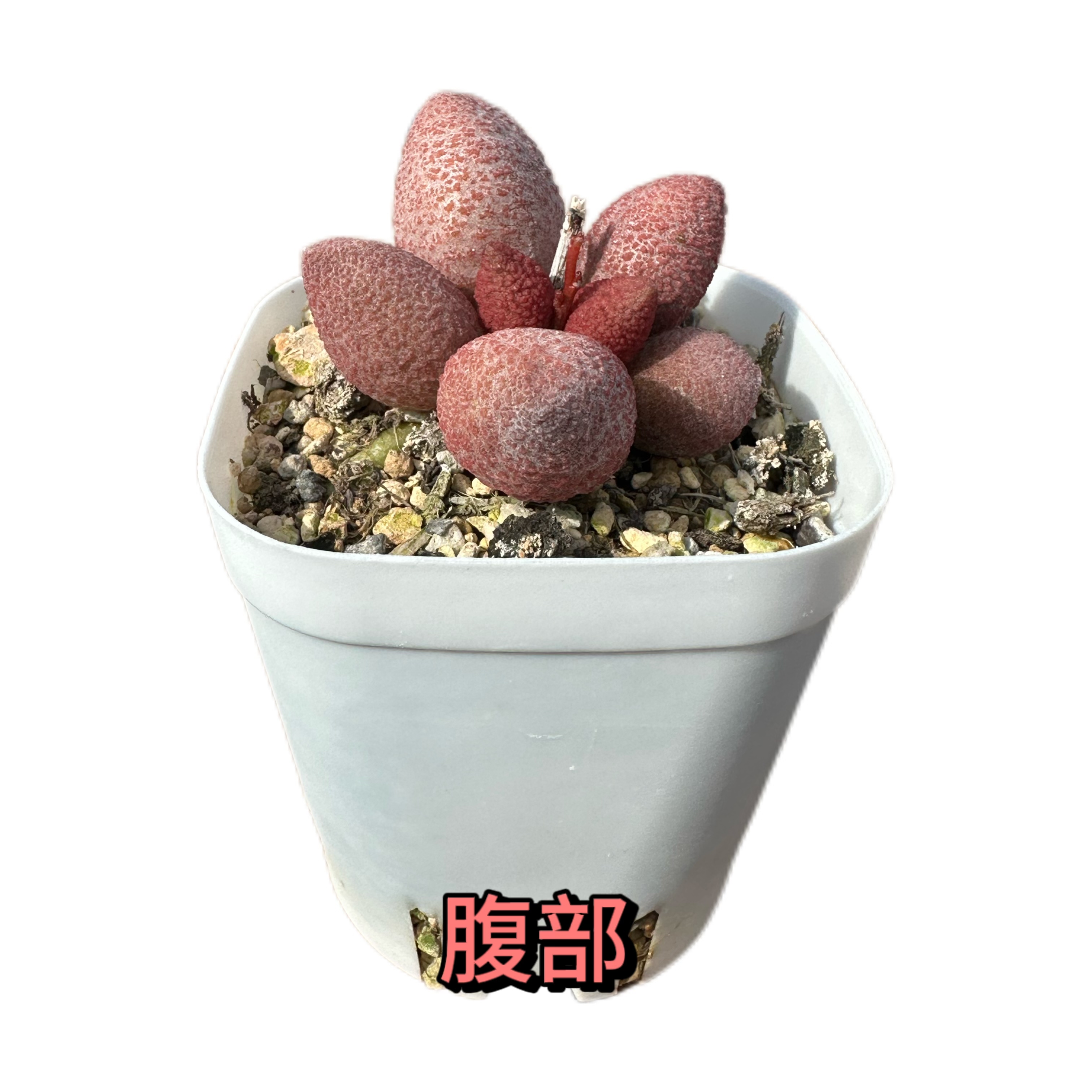 精品腹部，水泡多肉植物盆栽庭院绿植