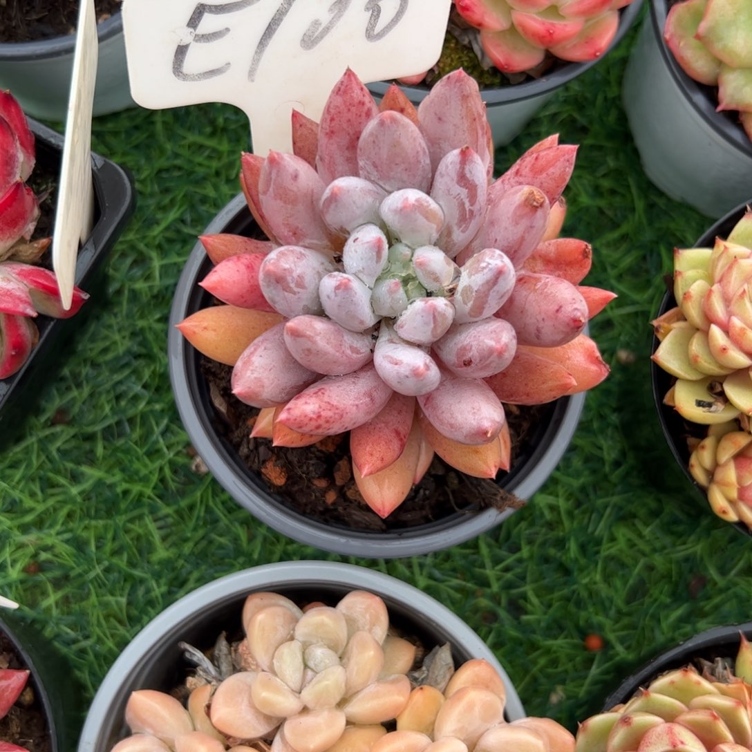 单头所罗门多肉嘻嘻