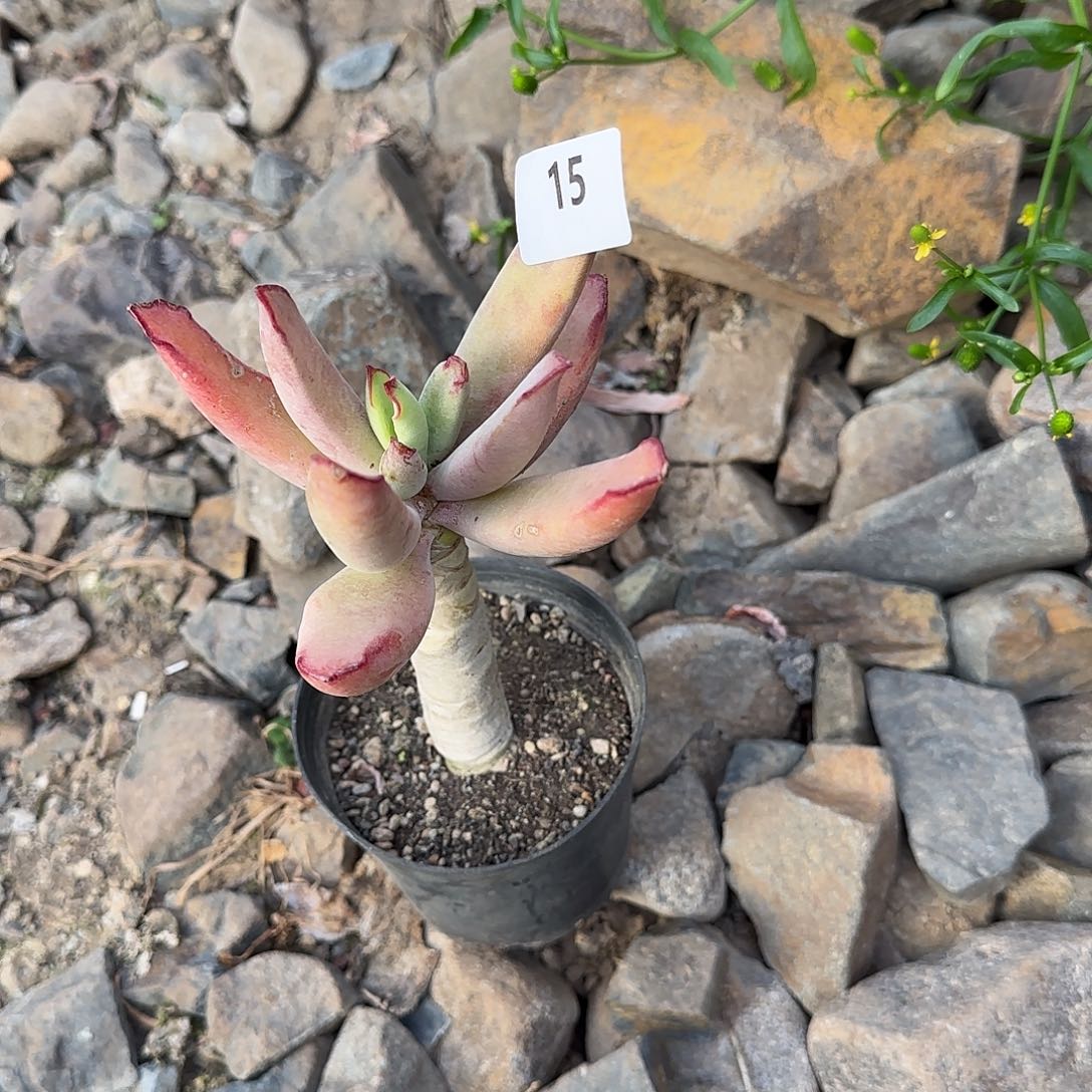 ᰔ***ᰔ15号 一物一拍