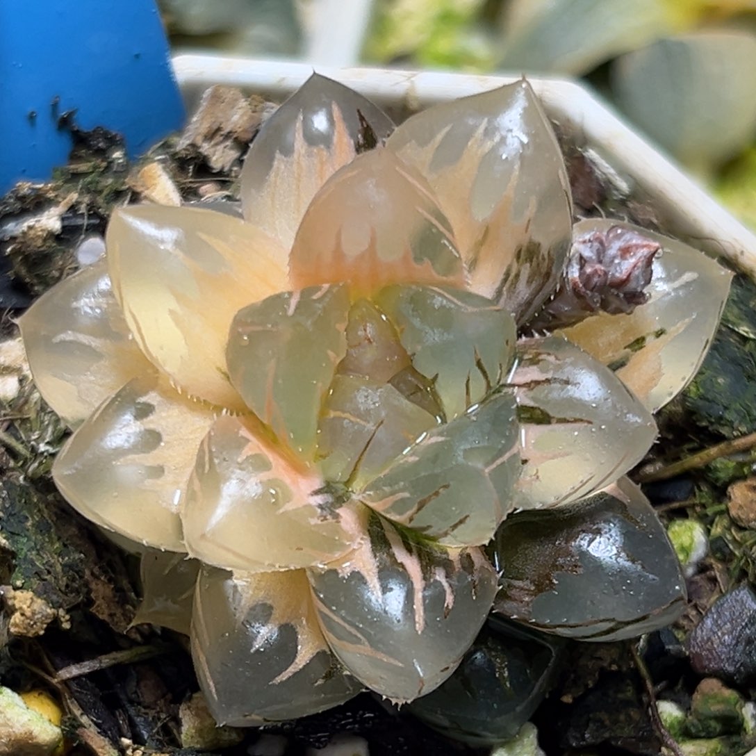 恭喜发财大吉大利0290水中月