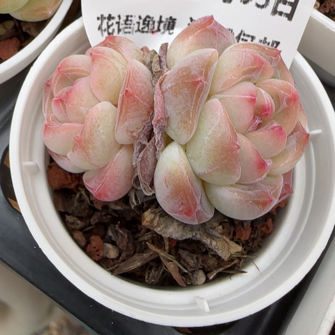 花语逸镜0203-506