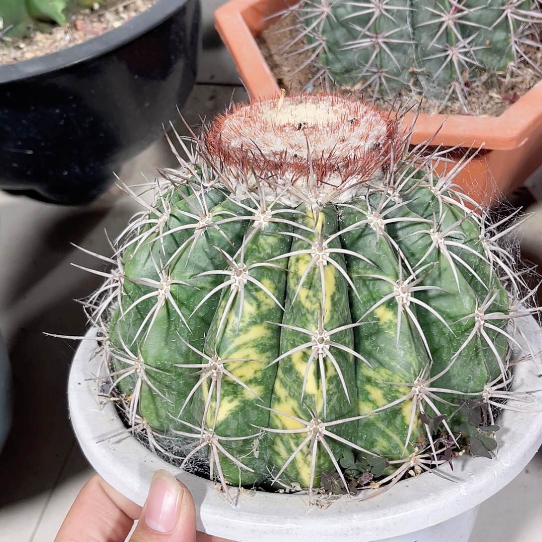 实生卷云锦 仙人球