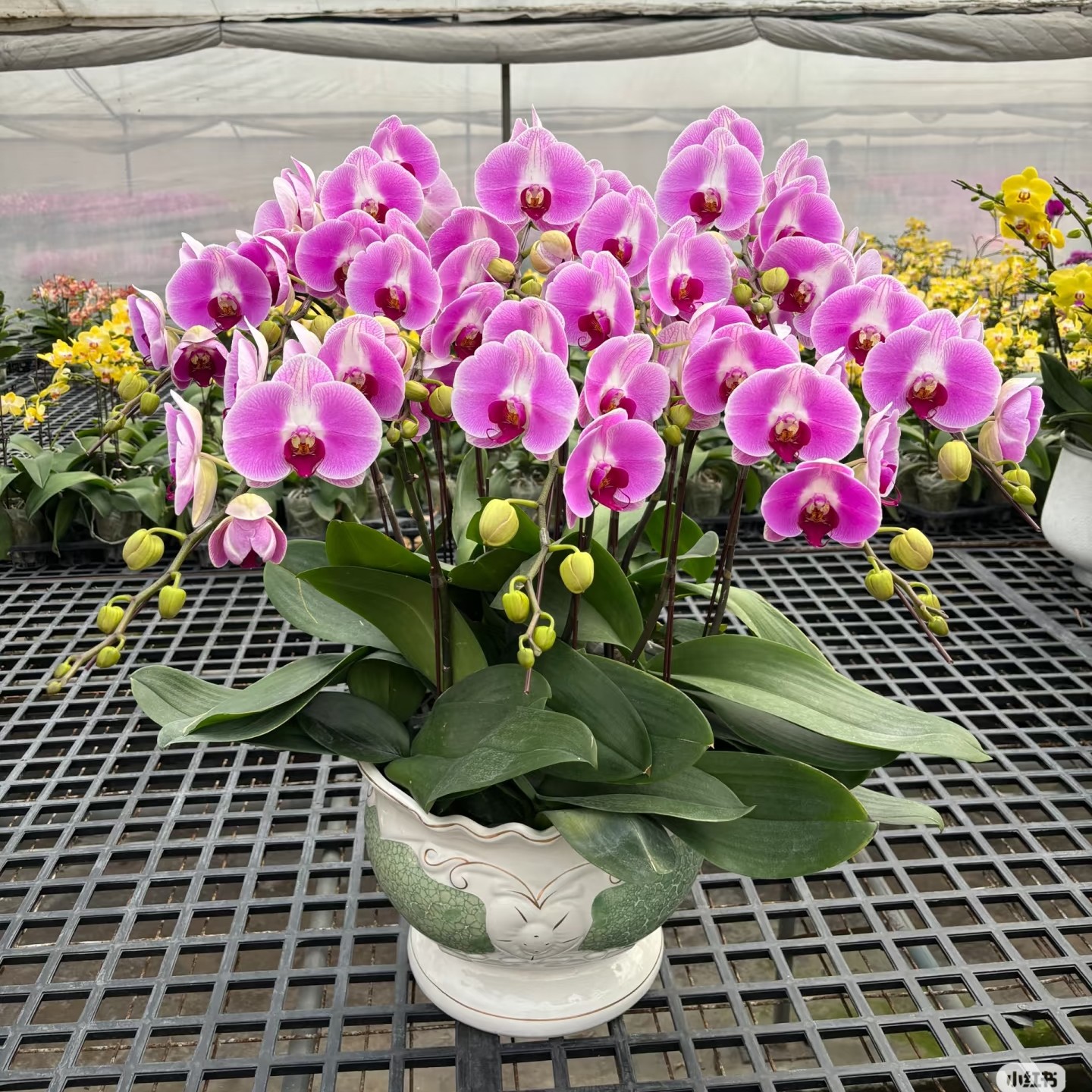 【今日福利】仙桃胡蝶兰花苗3.0寸杯不带花